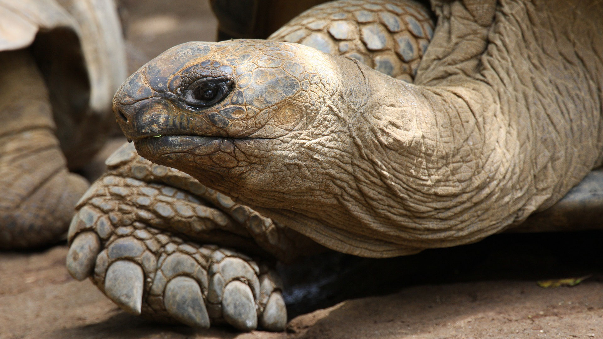 Sköldpaddor på Mauritius